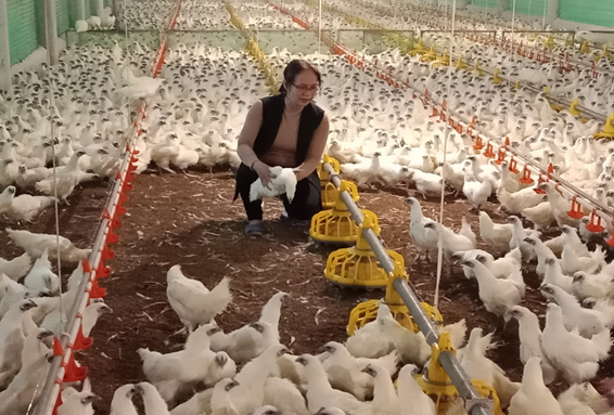 Phát triển trang trại chăn nuôi gà sinh sản gắn với xây dựng nhãn hiệu sản phẩm đạt chứng nhận VietGAHP và OCOP